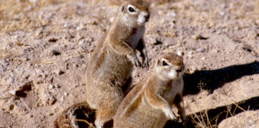 Cape Ground Squirrels. Photo Credit: Jane Waterman.