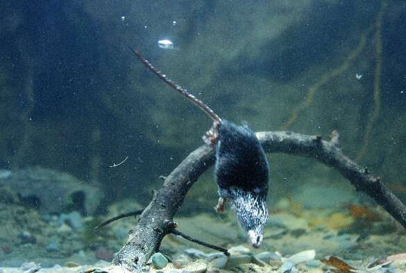 Muscle protein uncovers the evolutionary origins of diving in the world’s smallest mammals