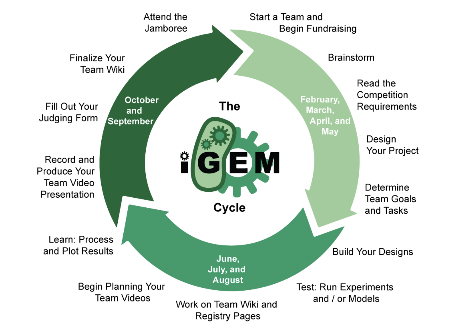 The iGEM Cycle - Team Competition Timeline